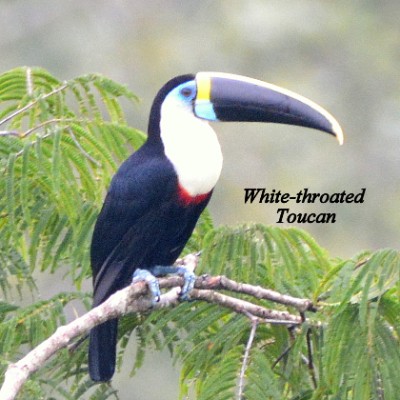 White-throated Toucan